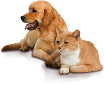 Cl&eacute;ment Th&eacute;kan