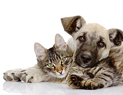 V&eacute;t&eacute;rinaire